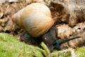 Archachatina marginata grevillei Cameroon adult